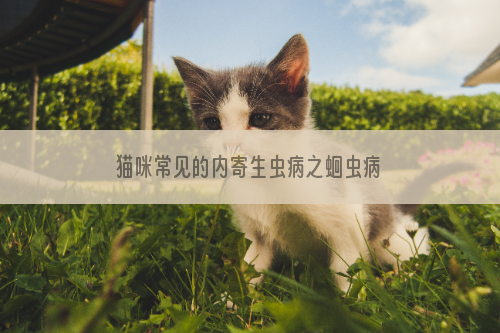 猫咪常见的内寄生虫病之蛔虫病