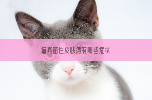 猫真菌性皮肤病有哪些症状