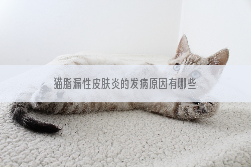 猫脂漏性皮肤炎的发病原因有哪些