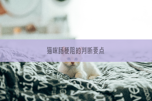 猫咪肠梗阻的判断要点