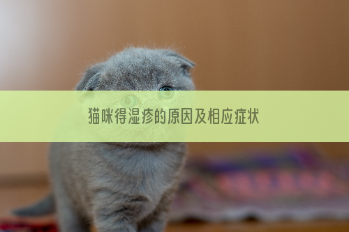猫咪得湿疹的原因及相应症状