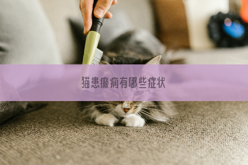 猫患癫痫有哪些症状