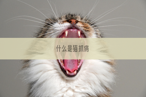 什么是猫抓病