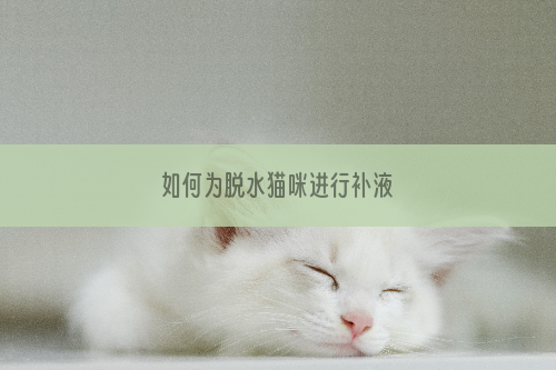 如何为脱水猫咪进行补液