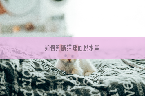 如何判断猫咪的脱水量