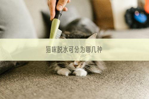 猫咪脱水可分为哪几种