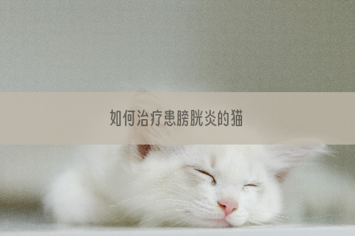 如何治疗患膀胱炎的猫