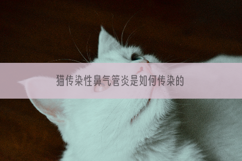 猫传染性鼻气管炎是如何传染的