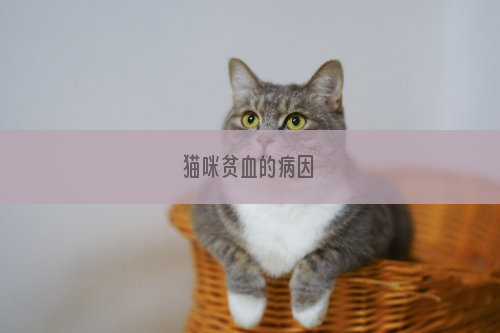 猫咪贫血的病因