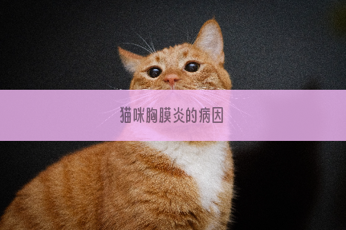 猫咪胸膜炎的病因