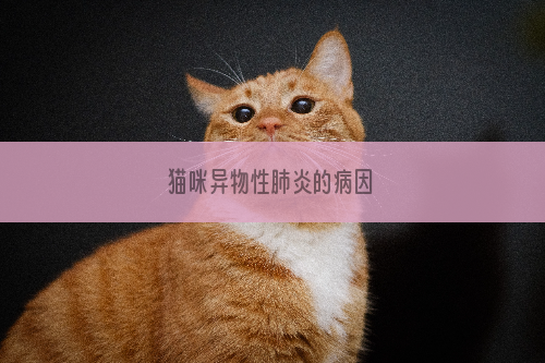 猫咪异物性肺炎的病因