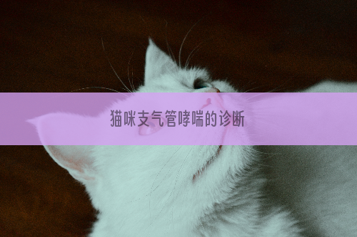猫咪支气管哮喘的诊断