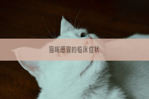 猫咪感冒的临床症状