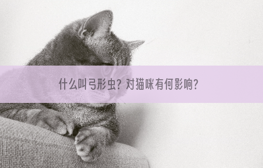 什么叫弓形虫？对猫咪有何影响？