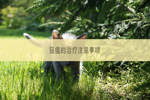 猫瘟的治疗注意事项