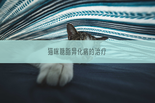 猫咪糖脂异化病的治疗