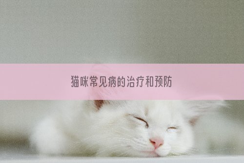 猫咪常见病的治疗和预防