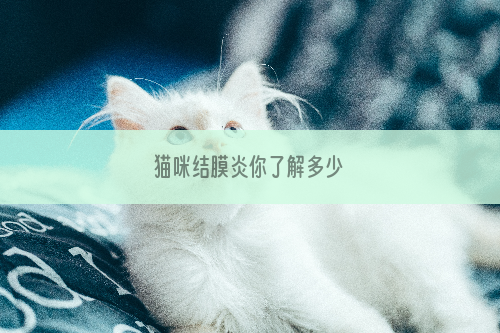 猫咪结膜炎你了解多少