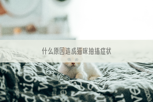  什么原因造成猫咪抽搐症状