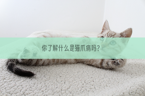 你了解什么是猫爪病吗？