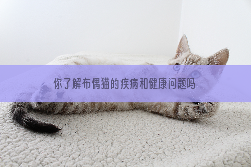 你了解布偶猫的疾病和健康问题吗?