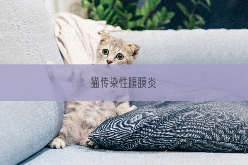 猫传染性腹膜炎