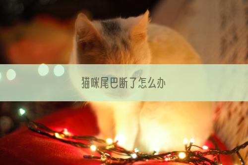 猫咪尾巴断了怎么办