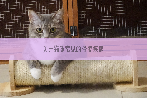 关于猫咪常见的骨骼疾病