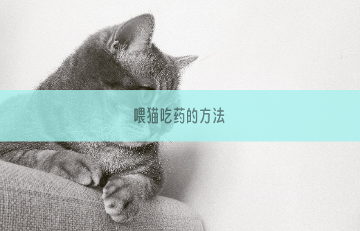 喂猫吃药的方法