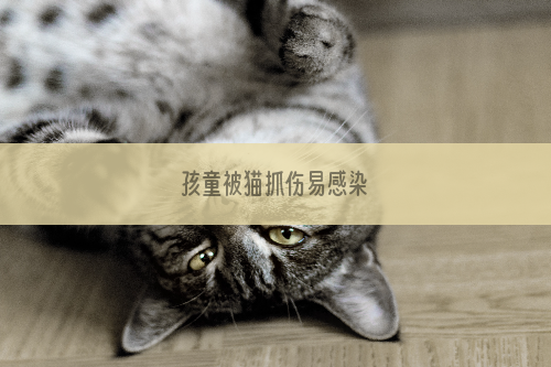 孩童被猫抓伤易感染