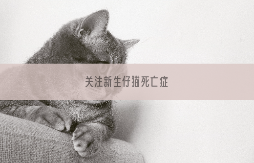 关注新生仔猫死亡症