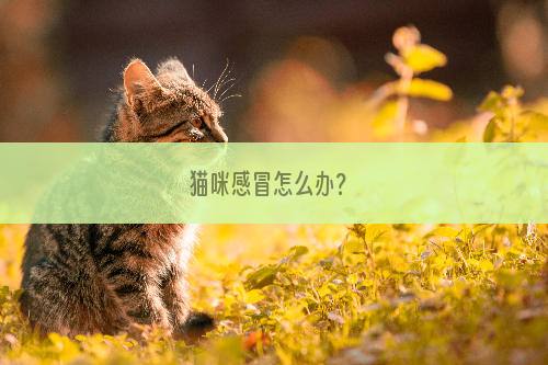 猫咪感冒怎么办？