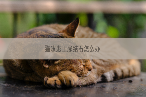 猫咪患上尿结石怎么办