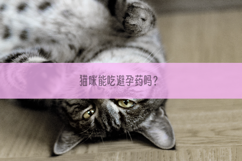 猫咪能吃避孕药吗？