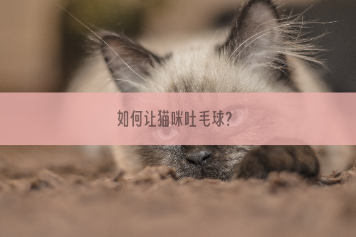 如何让猫咪吐毛球？