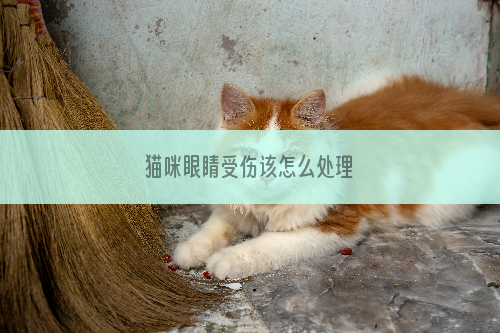 猫咪眼睛受伤该怎么处理