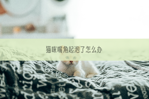 猫咪嘴角起泡了怎么办