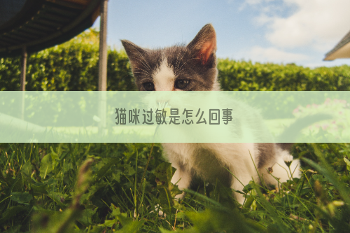 猫咪过敏是怎么回事