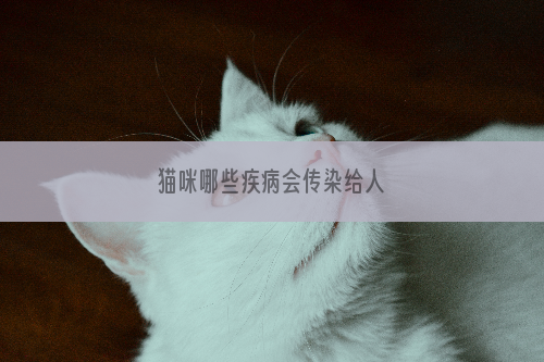 猫咪哪些疾病会传染给人