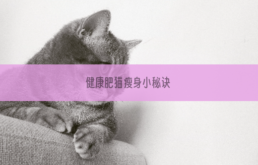 健康肥猫瘦身小秘诀