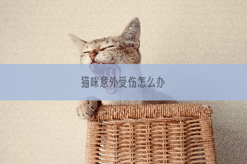 猫咪意外受伤怎么办