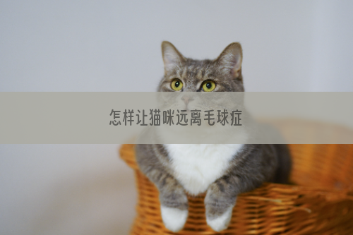 怎样让猫咪远离毛球症