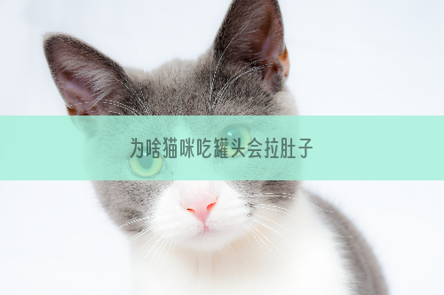 为啥猫咪吃罐头会拉肚子