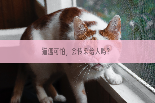 猫瘟可怕，会传染给人吗？
