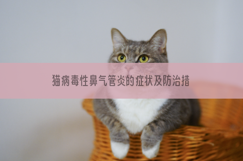 猫病毒性鼻气管炎的症状及防治措施