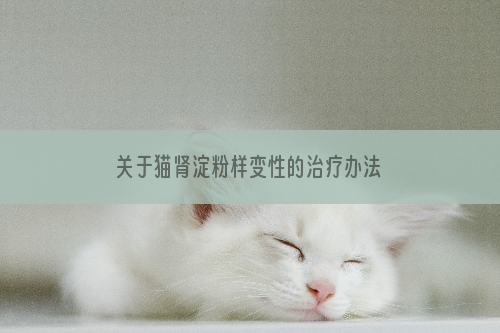 关于猫肾淀粉样变性的治疗办法