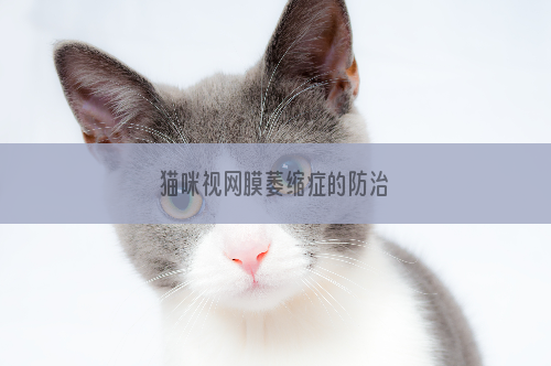 猫咪视网膜萎缩症的防治