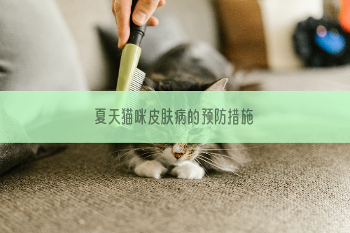 夏天猫咪皮肤病的预防措施