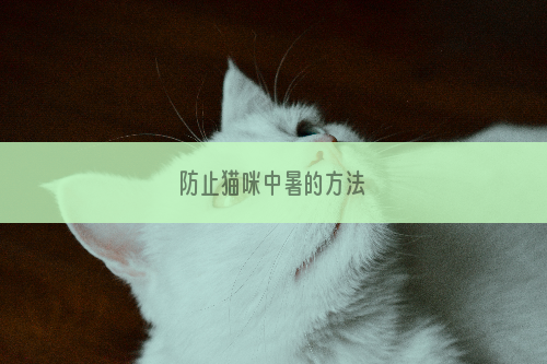 防止猫咪中暑的方法