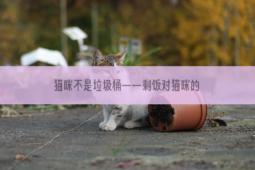 猫咪不是垃圾桶——剩饭对猫咪的危害